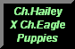 Ch. Hailey Puppies